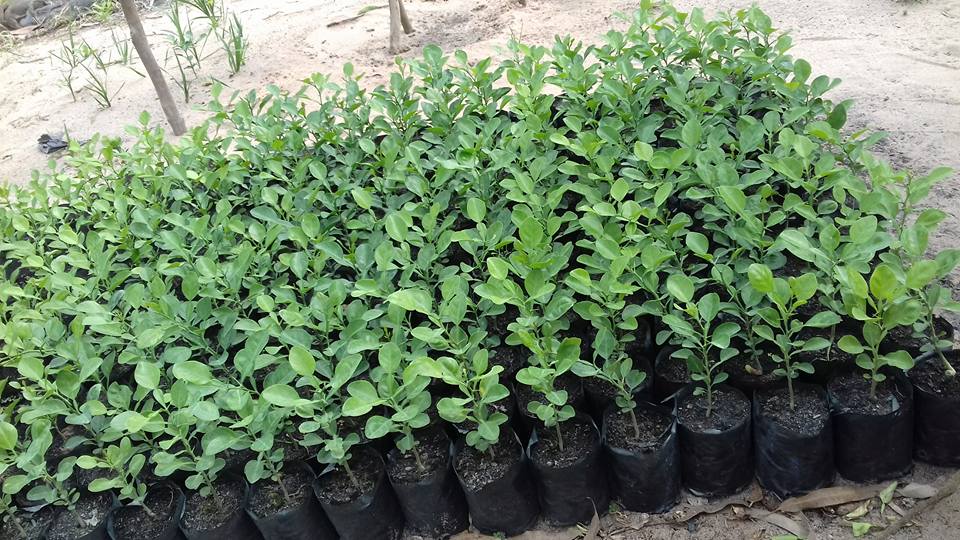 cây chúc giống