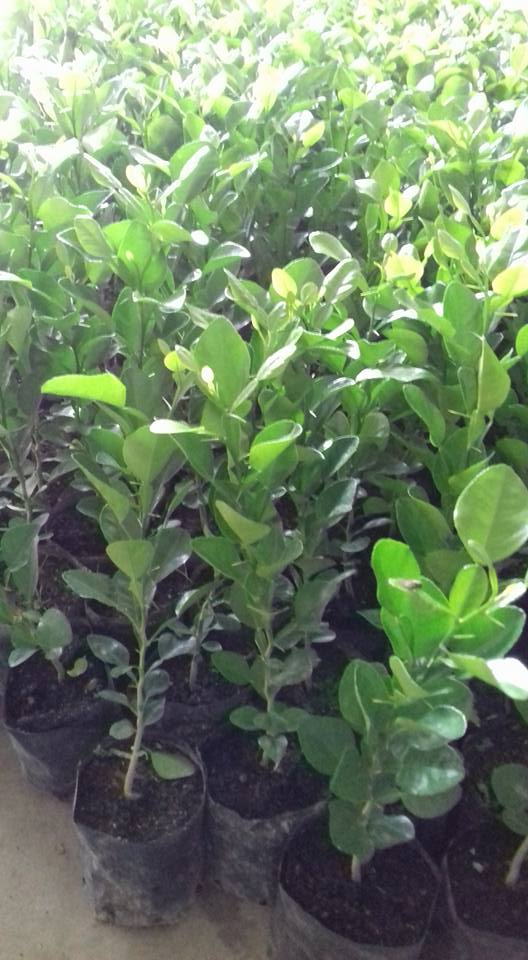 cây chúc giống
