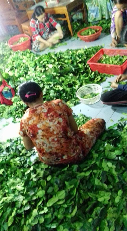 lá chúc