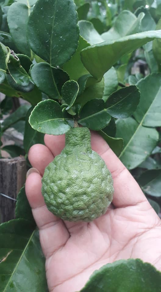 Cây Chúc