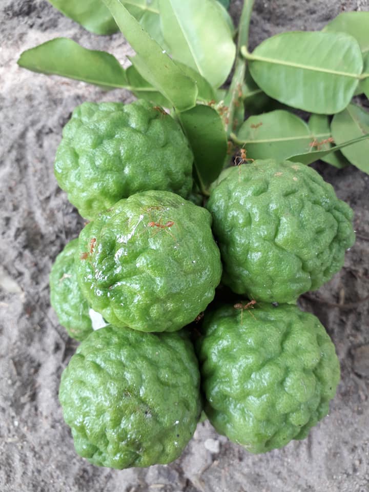 Trái chúc